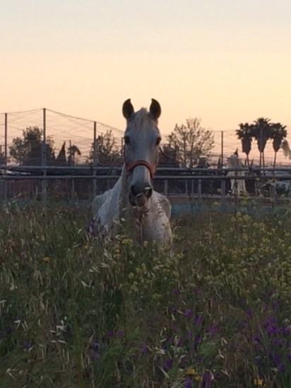 horse at sunset