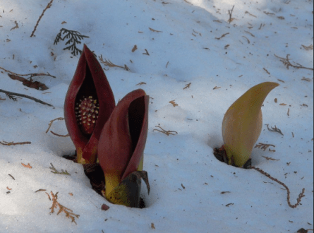 skunk cabbage in snow