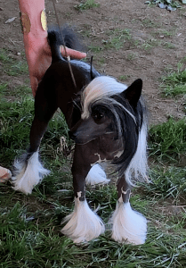 chinese crested
