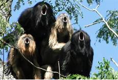 howler monkeys