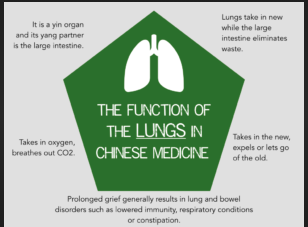 lungs in chinese medicine